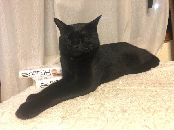 くつろぐくろのすけくん