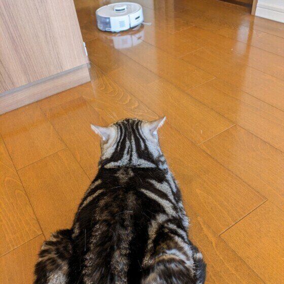 アメリカンショートヘアのにゃん太郎くん