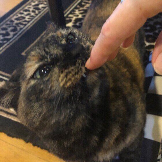 サビのポンちゃん