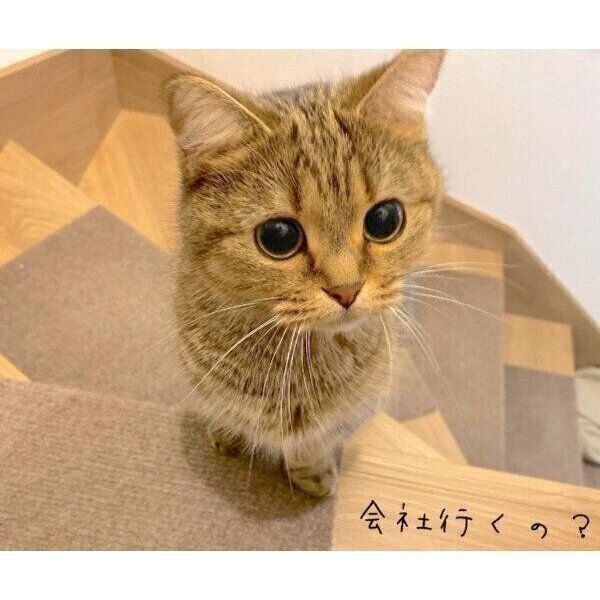 見つめるきなこちゃん