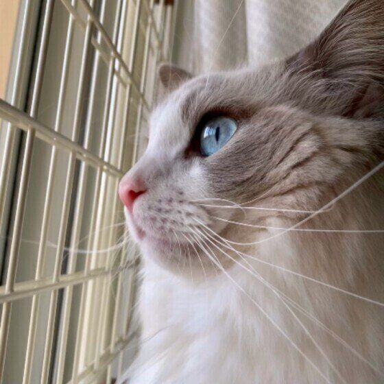 柵越しにニャルソックするこむぎちゃん