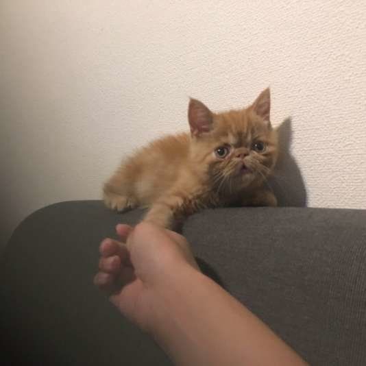 握手しているエキゾチックショートヘア