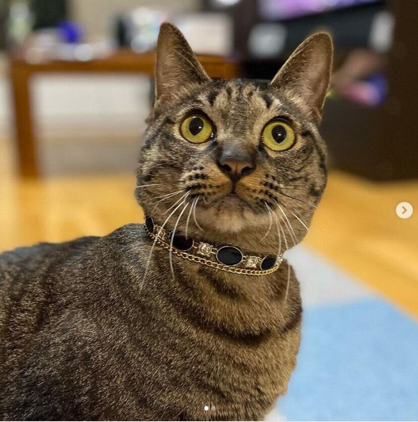 さりげない うちのコ 印 飼い主さんの 手作り首輪 6選 ねこのきもちweb Magazine さりげない うちのコ 印 飼い主さんの 手作り首輪 6選 ねこのきもちweb Magazine