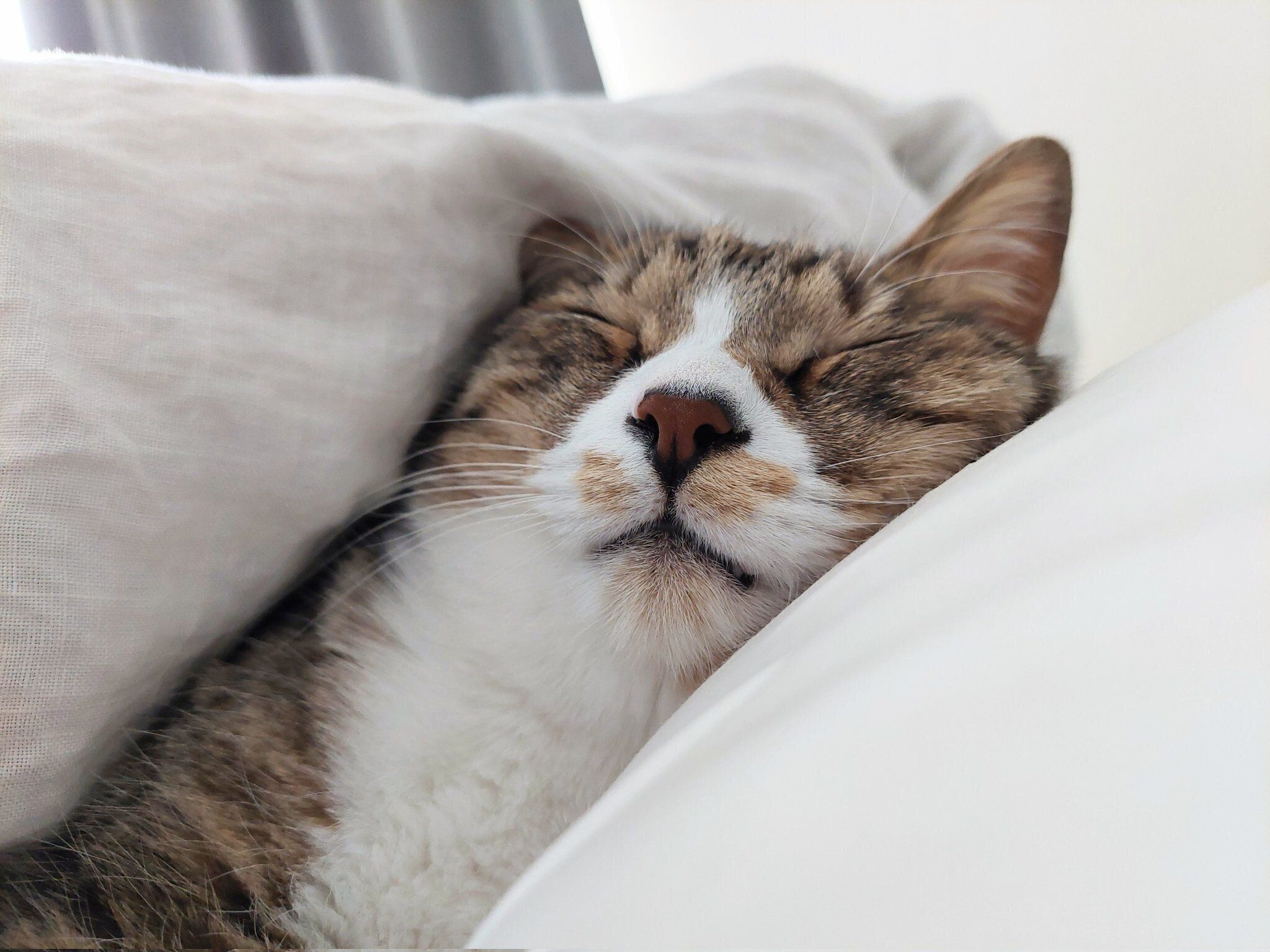 飼い主さんと一緒に眠るあさひくん