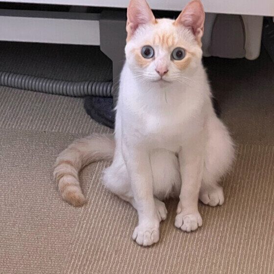 MIX白のゆきちゃん