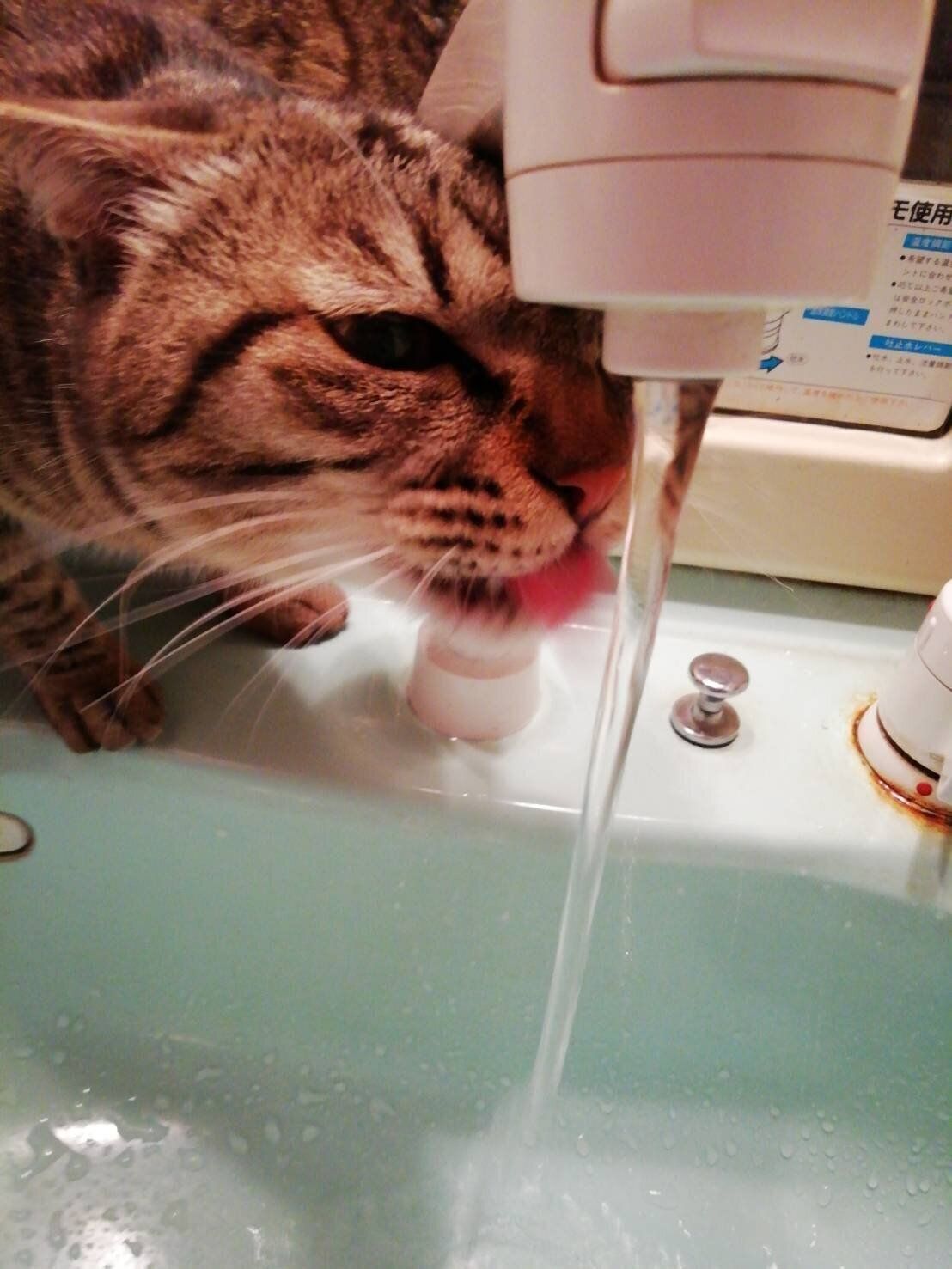 撮影／ねこのきもち読者