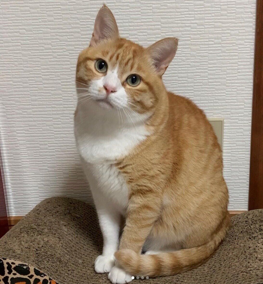 見つめるとらまるくん