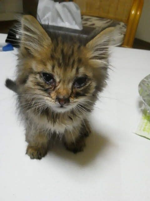 生後約2カ月の子猫