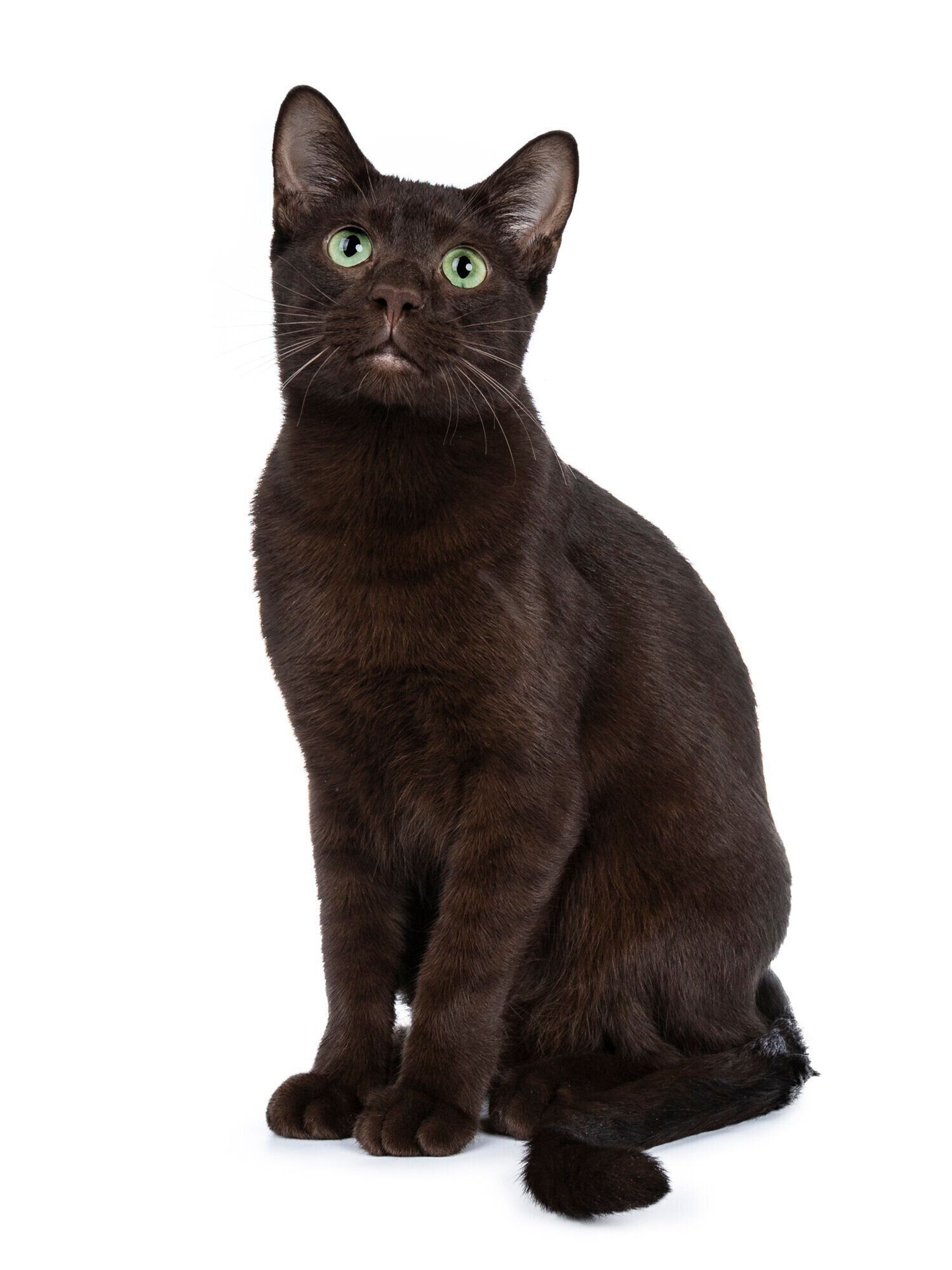 ハバナ・ブラウン