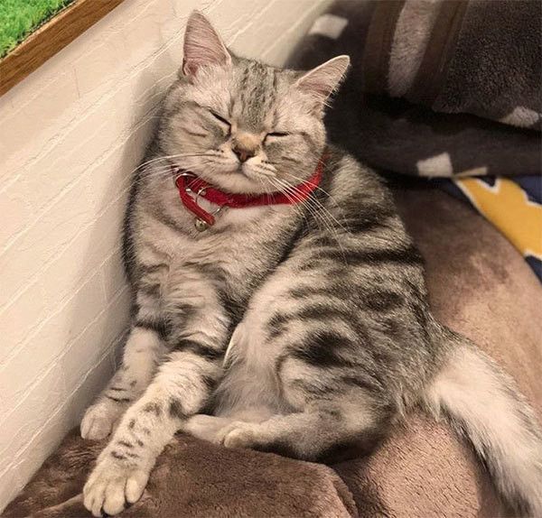 眠るアメリカンショートヘア