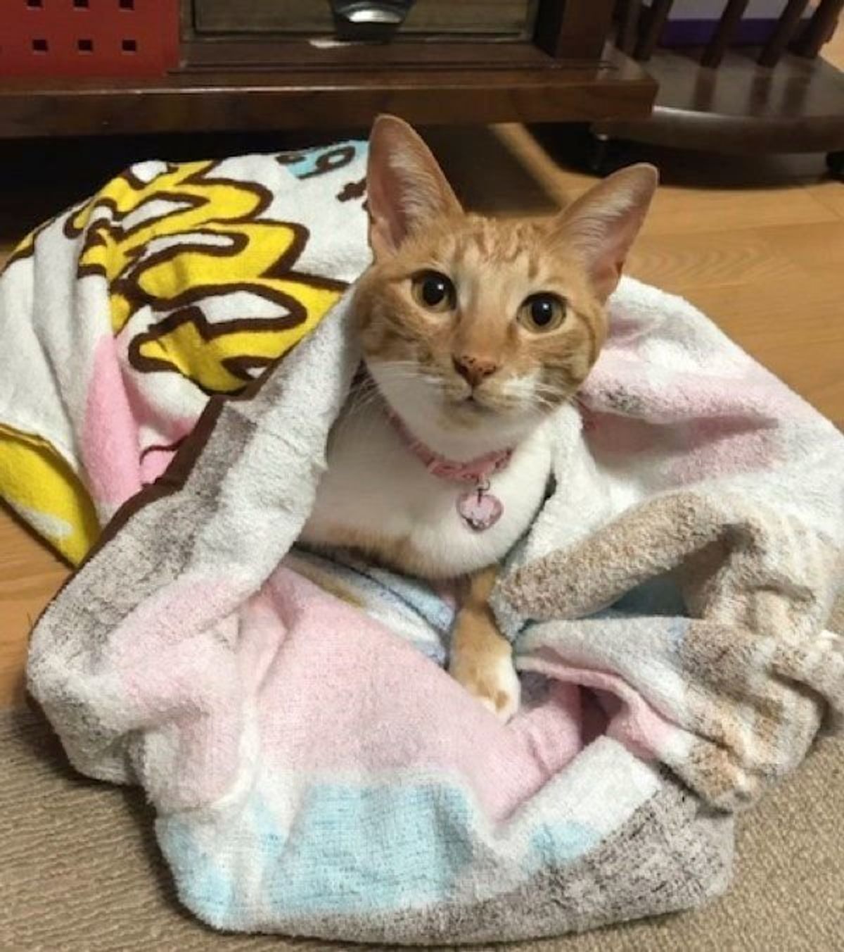 ラグビーw杯に誰よりも興奮する猫 超絶かわいい姿に癒される人が続出 ねこのきもちweb Magazine ラグビーw杯に誰よりも興奮する猫 超絶かわいい姿に癒される人が続出 ねこのきもちweb Magazine