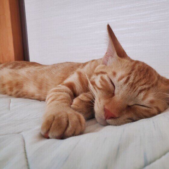 MIX茶トラのこはくくん