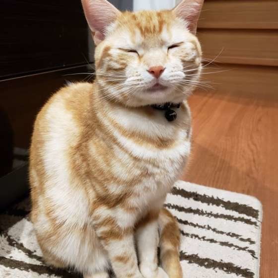 目を閉じるアメリカンショートヘア