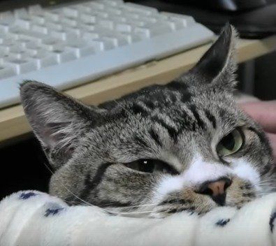 猫　リキちゃん