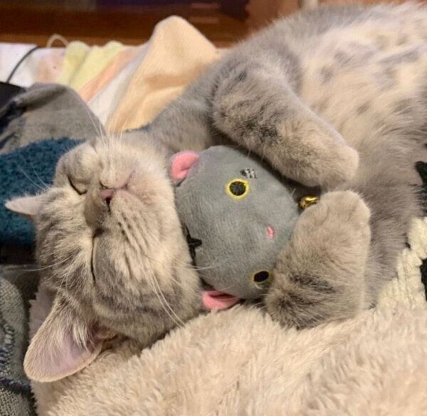 ぬいぐるみを抱いて眠るぽぺんちゃん