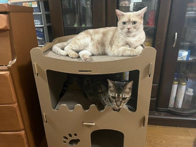 アメリカンショートヘアとベンガル