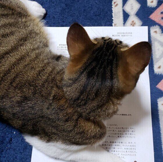 キジトラMIXの諭吉♂