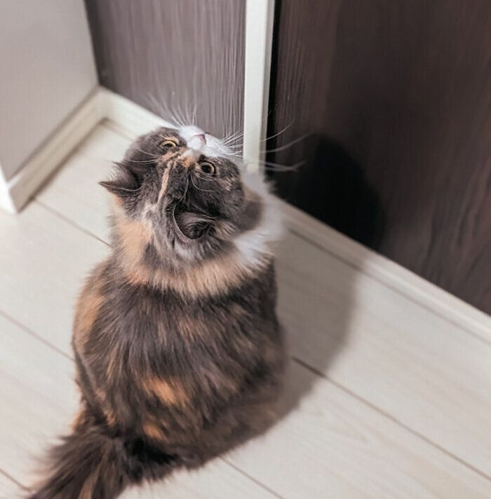 ドアを開けてもらうのを待つ猫