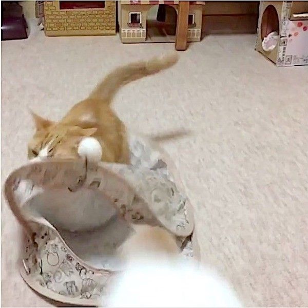 襲撃されるニャンコ