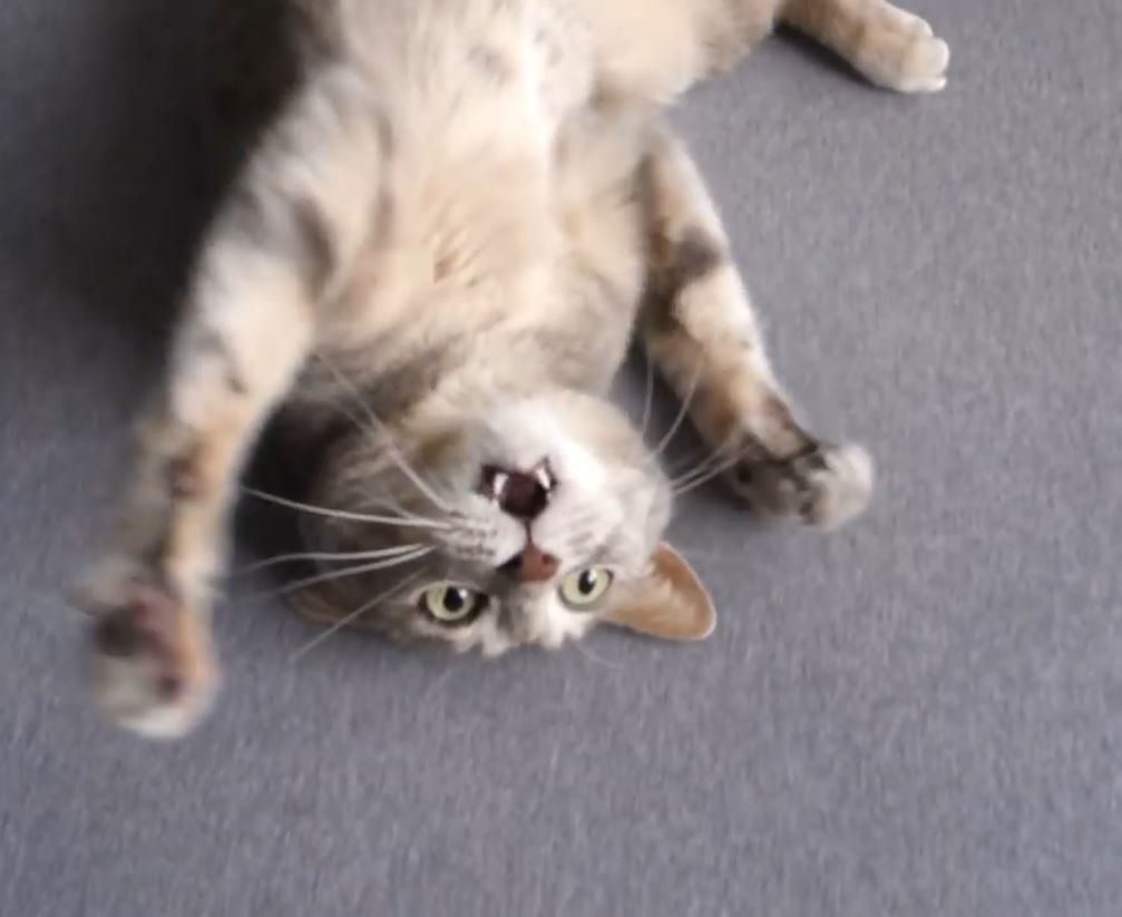 シーツの上で遊ぶ猫