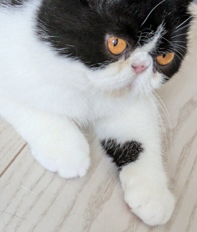 猫ちゃんの足　(奇跡のハート) 見えたらラッキー」猫の前足にあらわれた“奇跡のハートマーク”に注目が