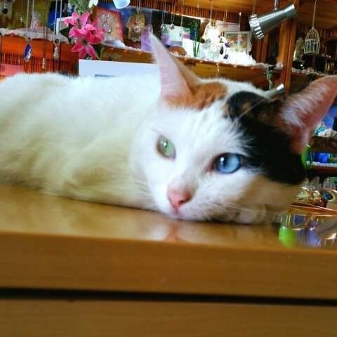 ツンデレな三毛猫