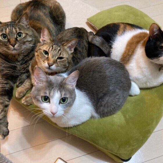 くっつく猫たち