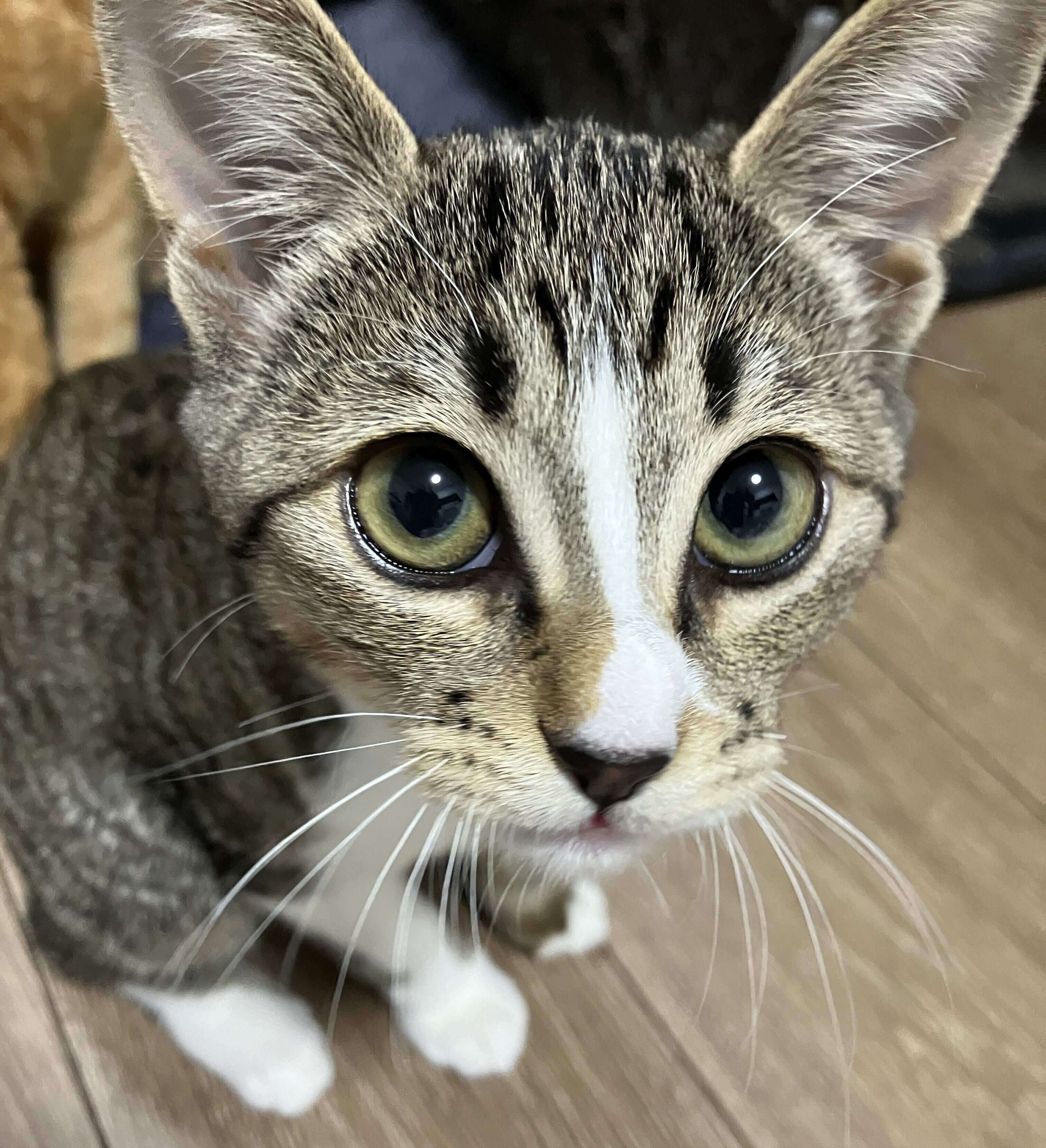 「おめめの色がだいぶ変わってきた」と、飼い主さん。