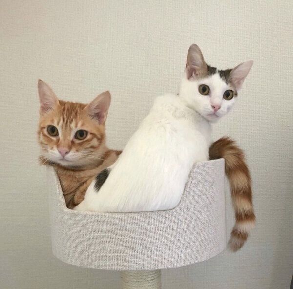 くっつくおかかくんとはらみちゃん