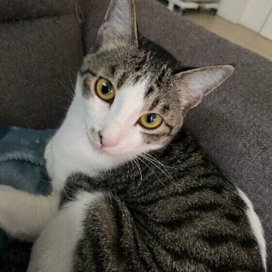 Mix（サバトラ）のきなこちゃん♪