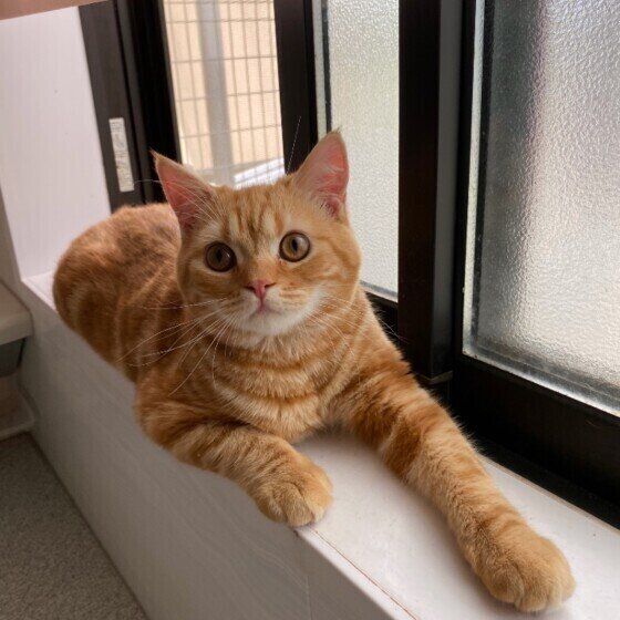 くつろぐスコティッシュフォールド