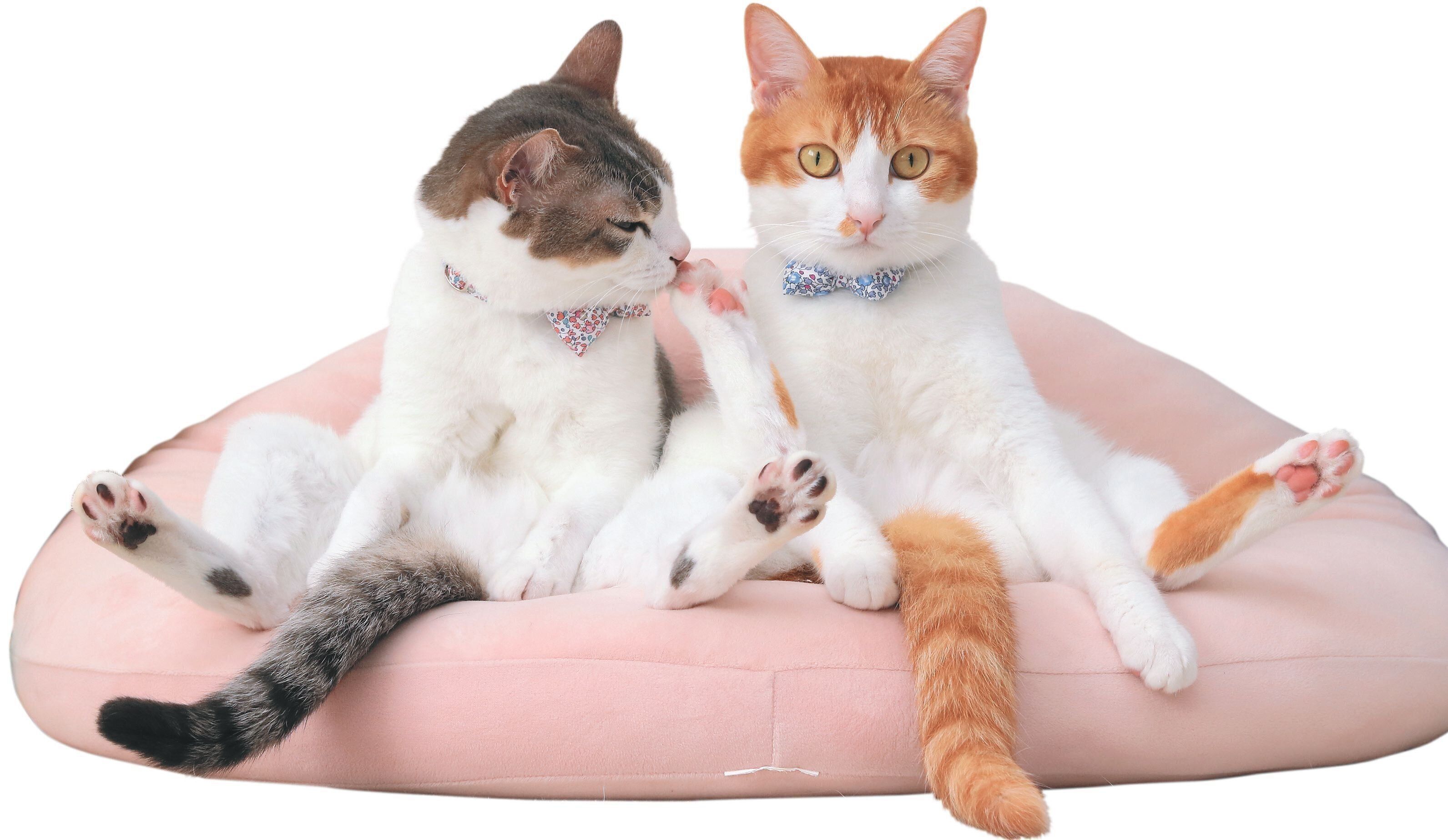 写真／ねこのきもち2019年4月号「We Love ニャンポーズ」