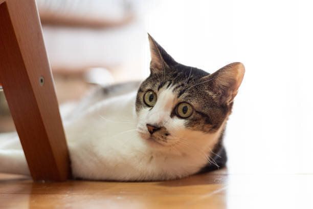 床に横たわる猫