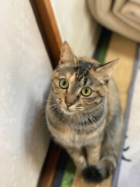 遊んでほしいMIXキジトラのゆめまる