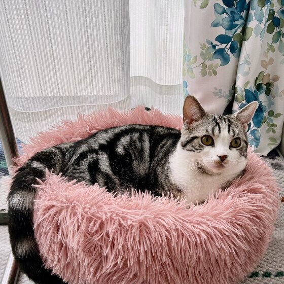  スコティッシュフォールドの白銀くん