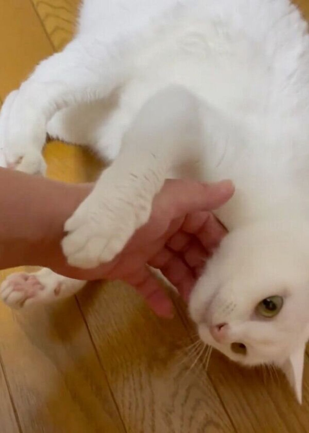 飼い主さんにクルクル回されても 全く動じない マイペースすぎる猫 が可愛い ねこのきもちweb Magazine 飼い主さんにクルクル回されても 全く動じない マイペースすぎる猫 が可愛い ねこのきもちweb Magazine