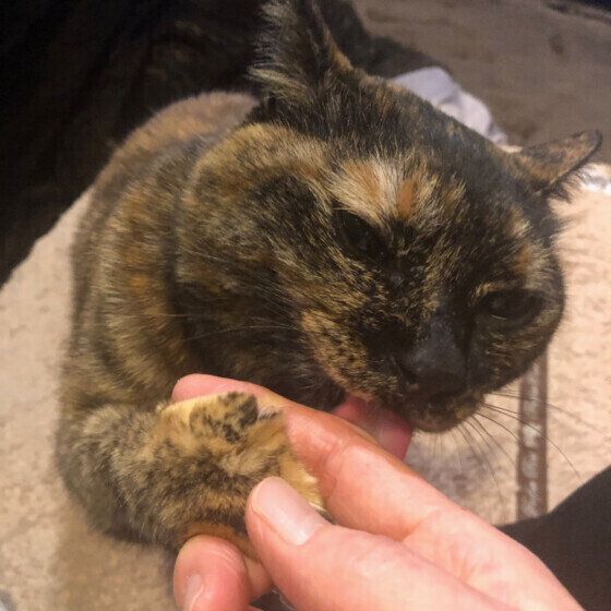 MIXサビのポンちゃん