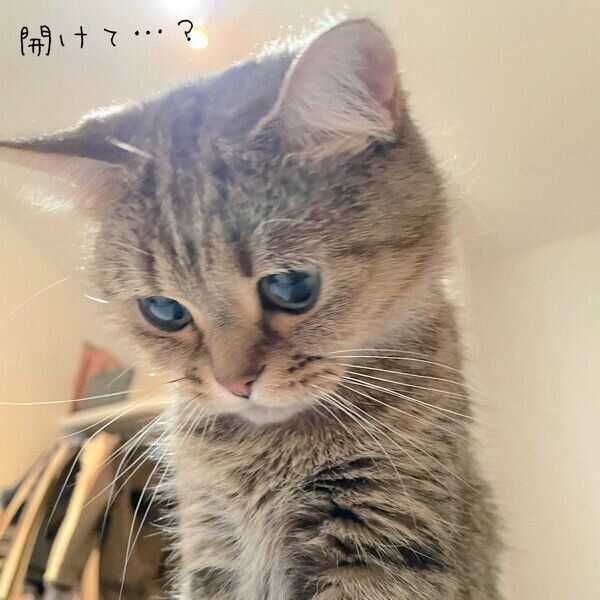 「ドアを開けて」とアピールをするきなこちゃん