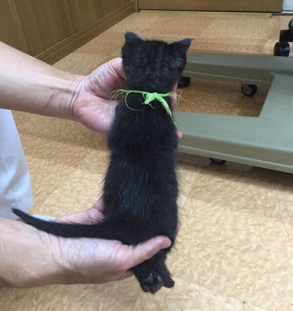 生後1カ月過ぎくらいのえいきちくん