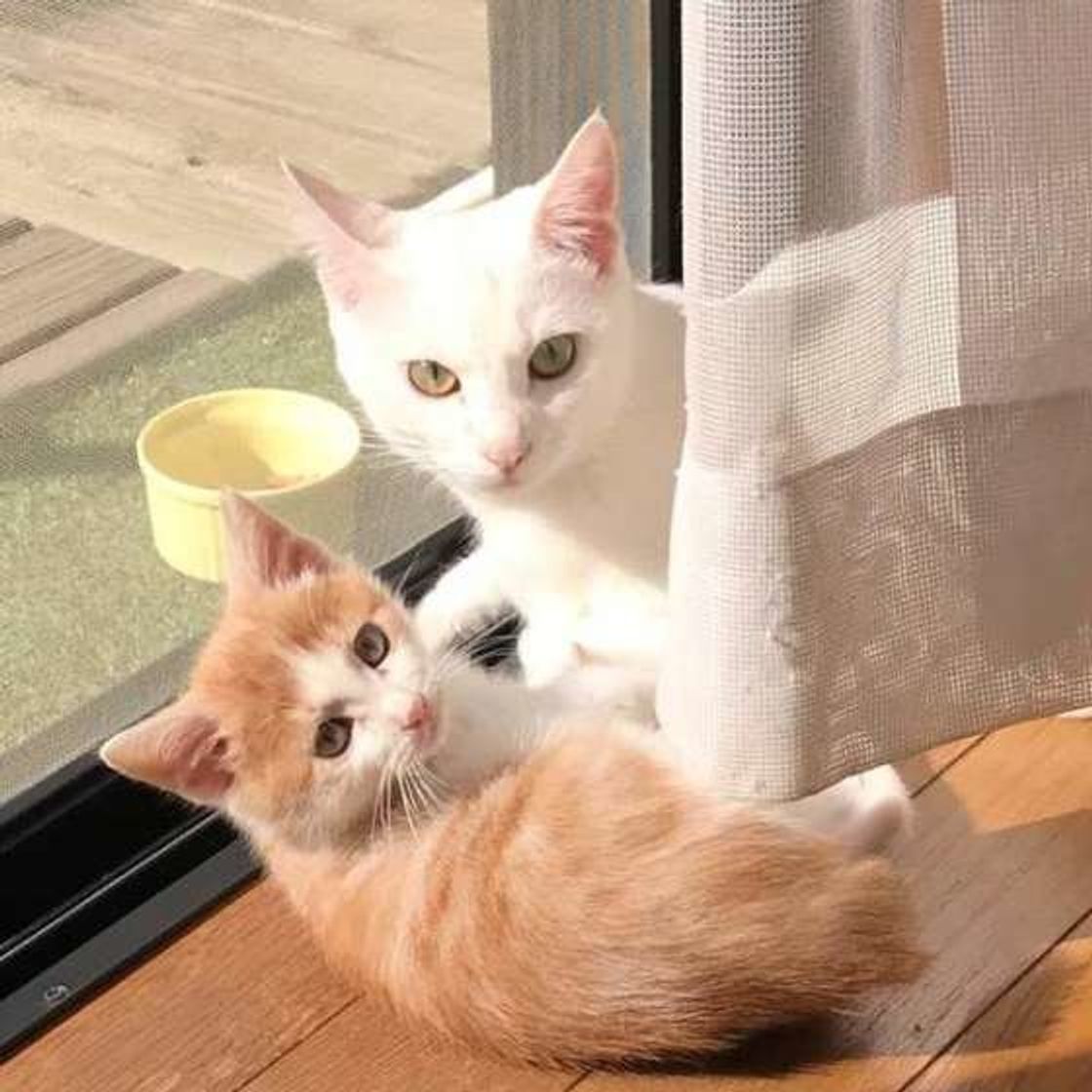 猫のお留守番 暖房器具なしでも快適に過ごす アイディア3選 ねこのきもちweb Magazine 猫のお留守番 暖房器具なしでも快適に過ごす アイディア3選 ねこのきもちweb Magazine