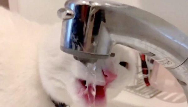 お水を飲むハク様