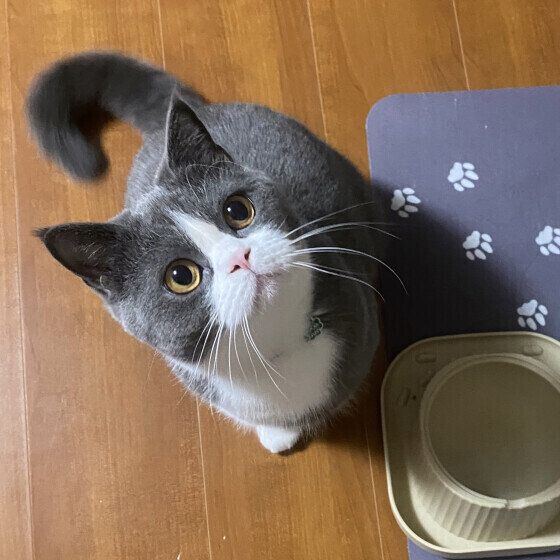 ごはんを心待ちにするブリティッシュショートヘア