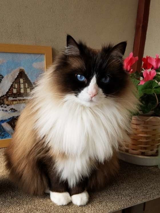 ラグドールの茶々ちゃん