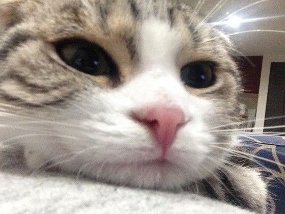 スコティッシュフォールドのmeiちゃん