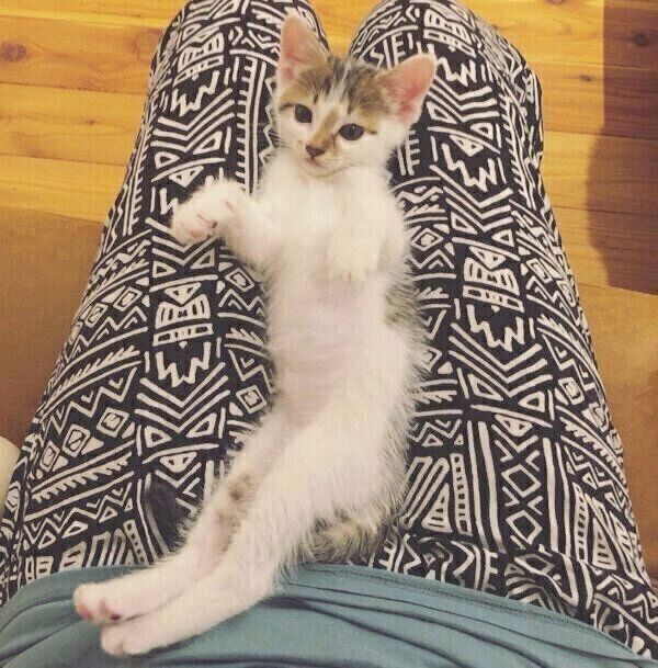 くつろぐちくわくん