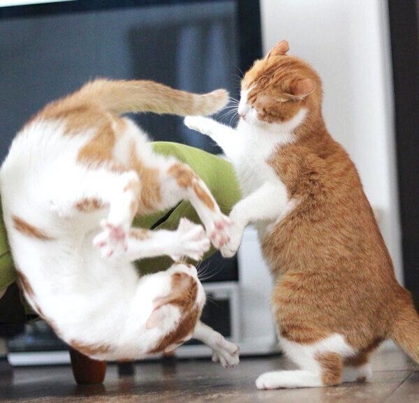 じゃれ合ういちごちゃんとタルトくん