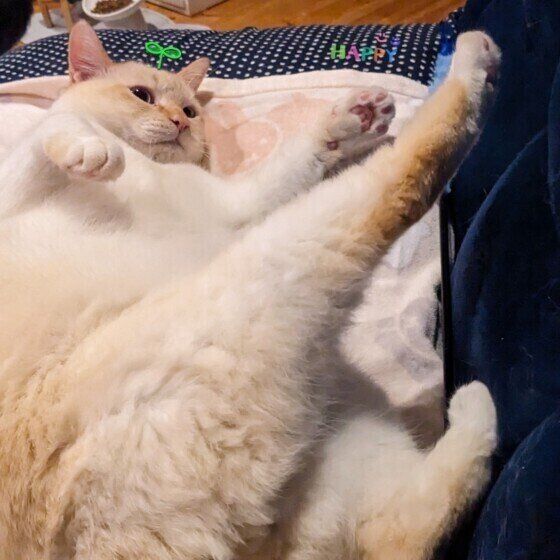 ソファをキックするシャム猫