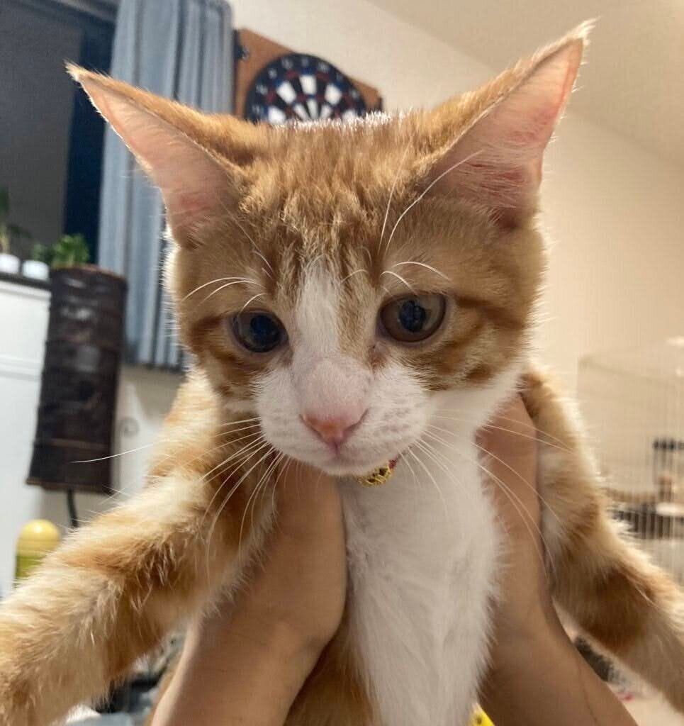 生後3カ月半のころに撮影したいなりくん