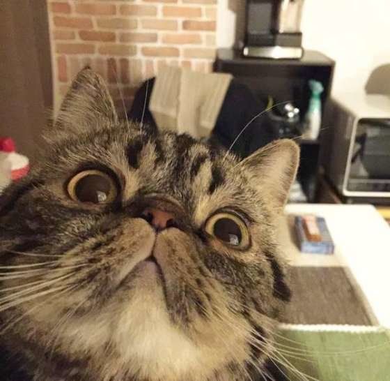 エキゾチックショートヘアの一徹くん、いい表情です♪