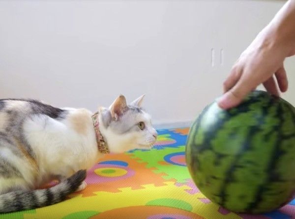 スイカ大好きニャンコ